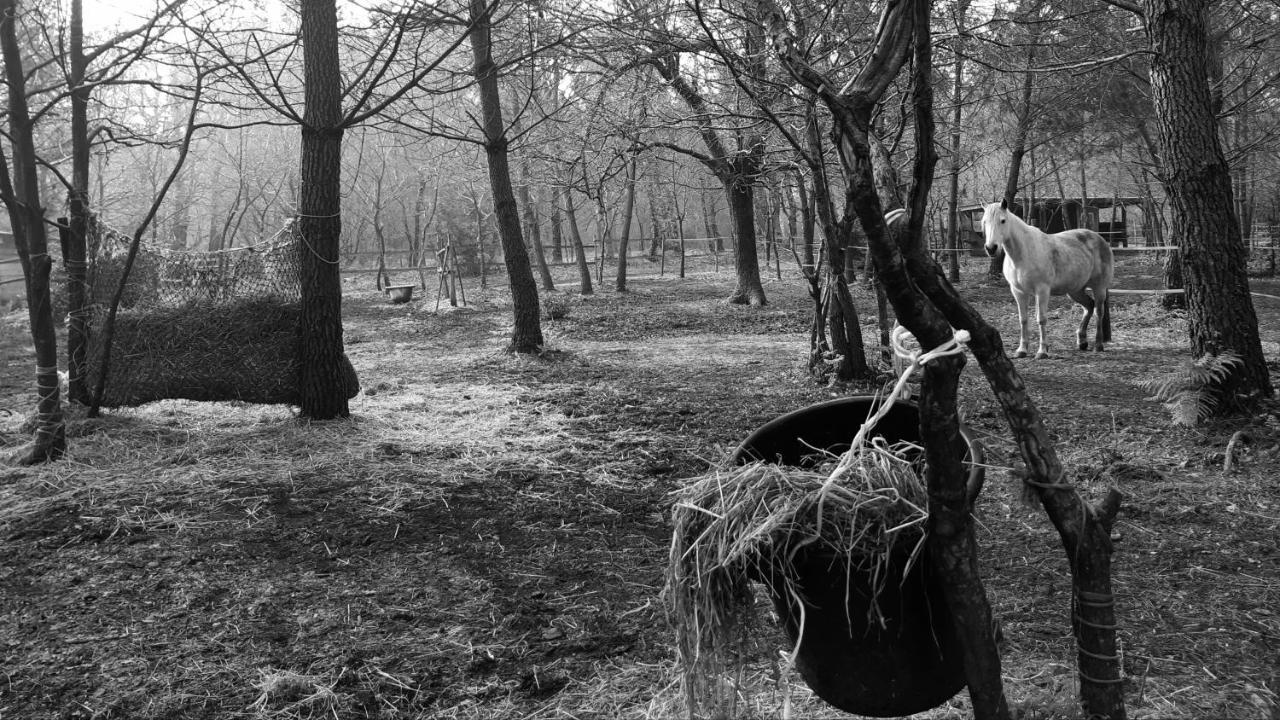 Domaine De L'Escuderia Ξενοδοχείο Parentis-en-Born Εξωτερικό φωτογραφία