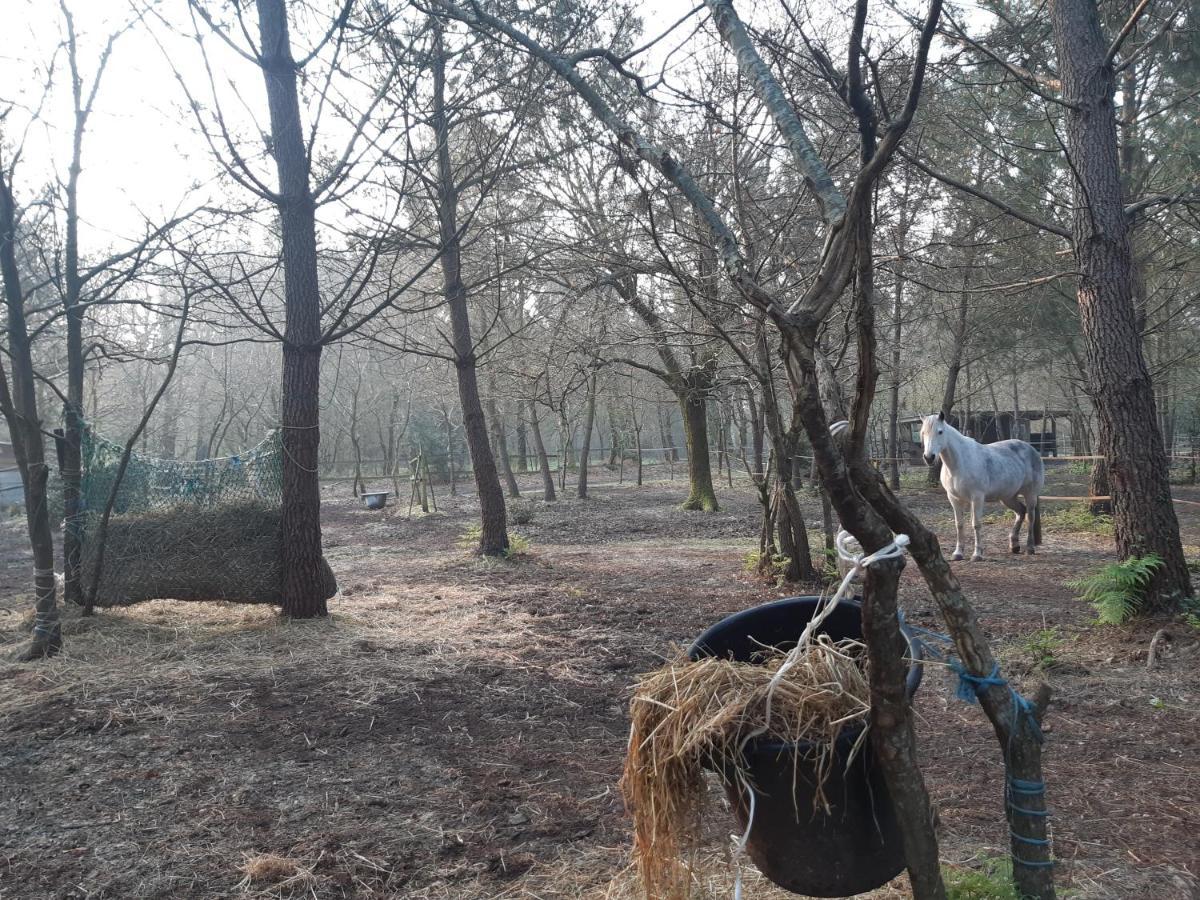 Domaine De L'Escuderia Ξενοδοχείο Parentis-en-Born Εξωτερικό φωτογραφία